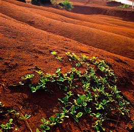 祖宗之法 《宝可梦传说 Z-A》中毒场外扣血机制回归